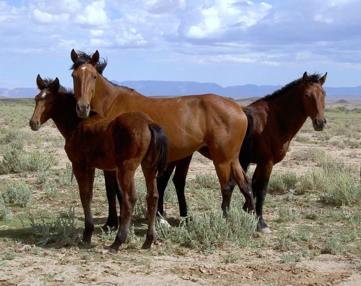 Arizona_2004_Mustangs