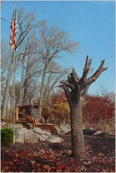 911 survivor tree november 2001